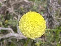 Craspedia variabilis