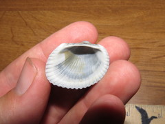 Anadara kagoshimensis