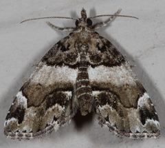 Cutina distincta