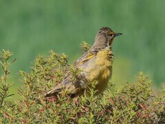 Macronyx capensis capensis