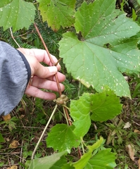 Ampelomyia vitiscoryloides