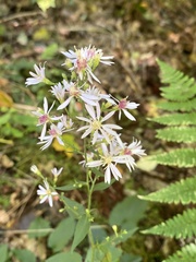 Symphyotrichum undulatum