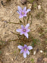 Moraea polyanthos