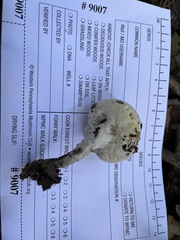 Hypomyces