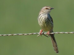 Prinia maculosa maculosa