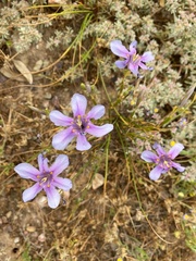Moraea polyanthos