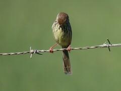 Prinia maculosa maculosa