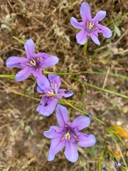 Moraea polyanthos