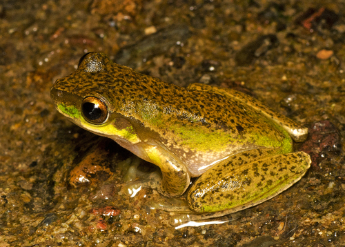 Dryopsophus pearsonianus