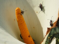 Neoeutrapela