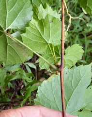 Ampelomyia vitiscoryloides