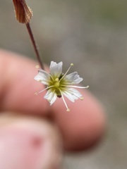 Caryophyllaceae