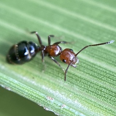 Camponotus lateralis