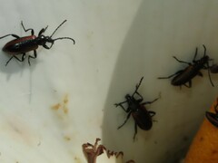 Neoeutrapela