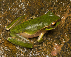 Ranoidea pearsoniana