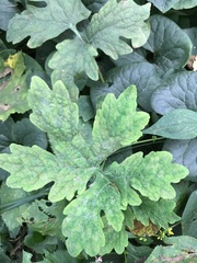 Stylophorum diphyllum