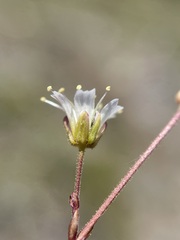 Caryophyllaceae