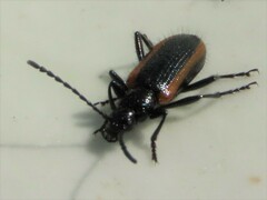 Neoeutrapela