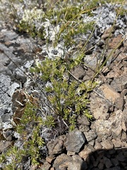 Caryophyllaceae