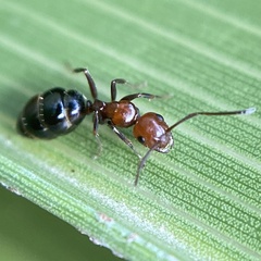 Camponotus lateralis