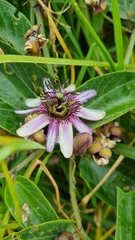 Passiflora andreana