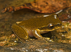 Ranoidea pearsoniana