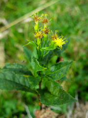 Senecio ovatus