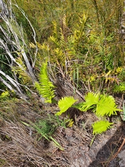 Thelypteris confluens