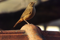 Troglodytes aedon