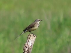 Motacilla capensis capensis