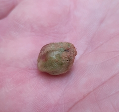 Ampelomyia vitiscoryloides