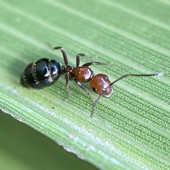 Camponotus lateralis
