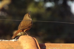 Troglodytes aedon