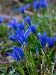 Gentianeae