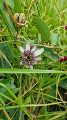 Passiflora andreana