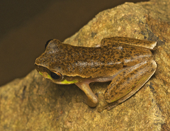 Ranoidea pearsoniana