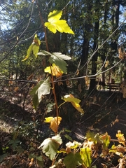 Ribes sanguineum