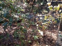 Ribes sanguineum