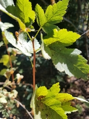 Ribes sanguineum