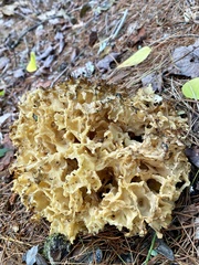 Daleomyces phillipsii