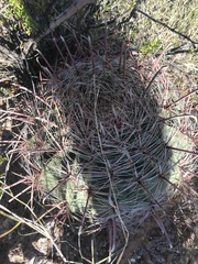Ferocactus wislizeni