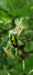 Chrysolina herbacea