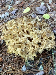 Daleomyces phillipsii