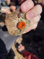 Balanophyllia elegans