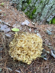 Daleomyces phillipsii