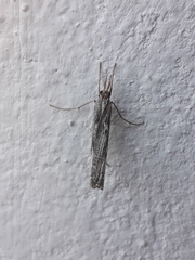 Plutella xylostella-australiana