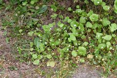 Claytonia perfoliata