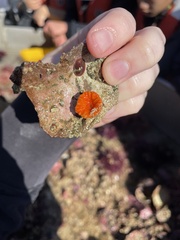 Balanophyllia elegans