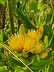 Leucospermum oleifolium