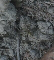 Pardosa pseudoannulata